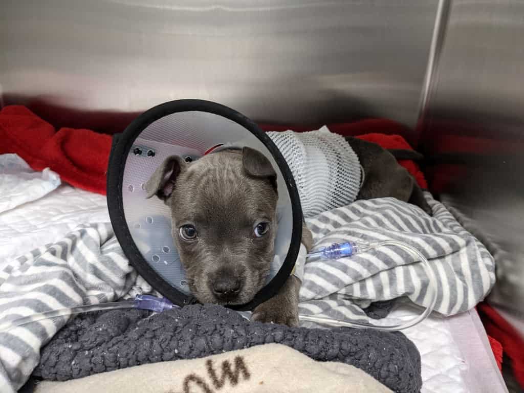 Cumbrian Vets Praised For High-risk Operation Which Saved Life Of Eight-week-old Puppy