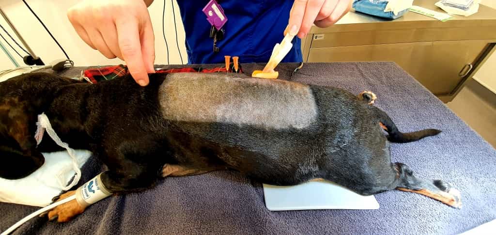 Dachshund Daisy Back On Her Feet Thanks To WMR