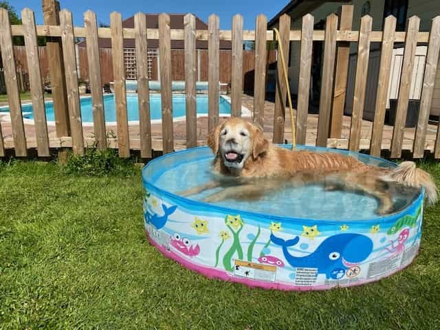 Dick White Referrals Performs Rare Nose Cancer Surgery And Nasal Reconstruction On Golden Retriever