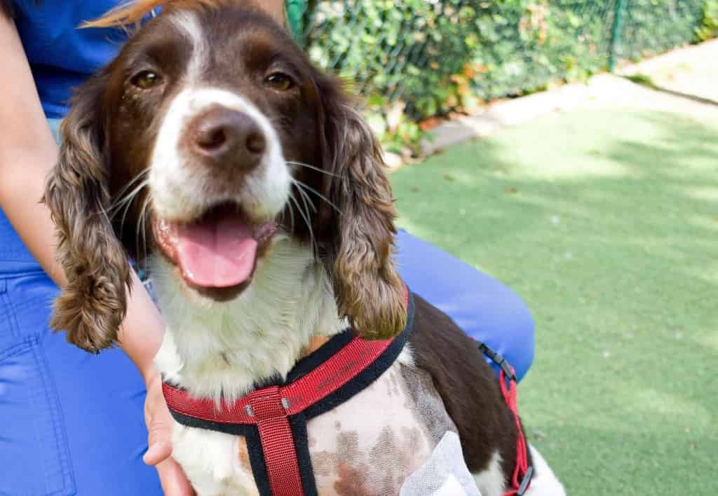 Injured South Yorkshire Police Dog Winston Back On The Beat Thanks To Wakefield Vets