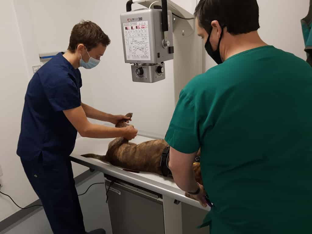 Leading Leicestershire Vets Invest £40,000 In Imaging Facilities