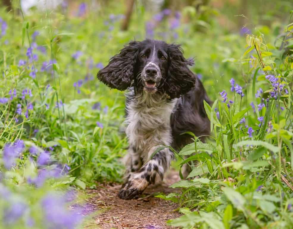 Leadon Vale Praised For Ending Pet's Chronic Pain