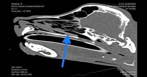 Who nose how it got there; Wear experts remove 8cm stick from puppy's snout