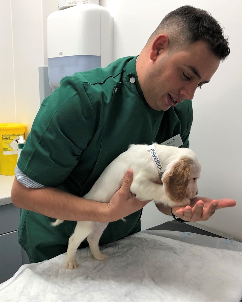 Plucky puppy Maverick is Top Gun after lifesaving surgery at Willows