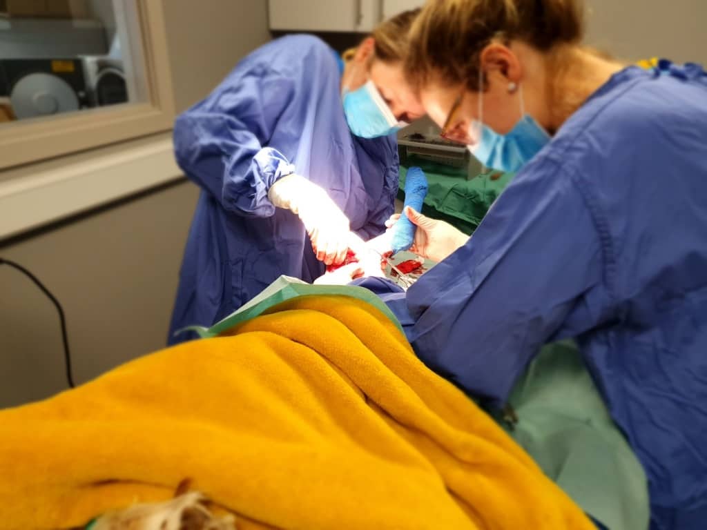 Miracle Puggle's Struggle To Win Life-threatening Battle