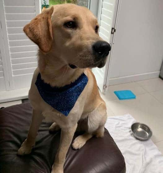 Howzat For A Close Shave?! Puppy Bounces Back Thanks To Anderson Moores