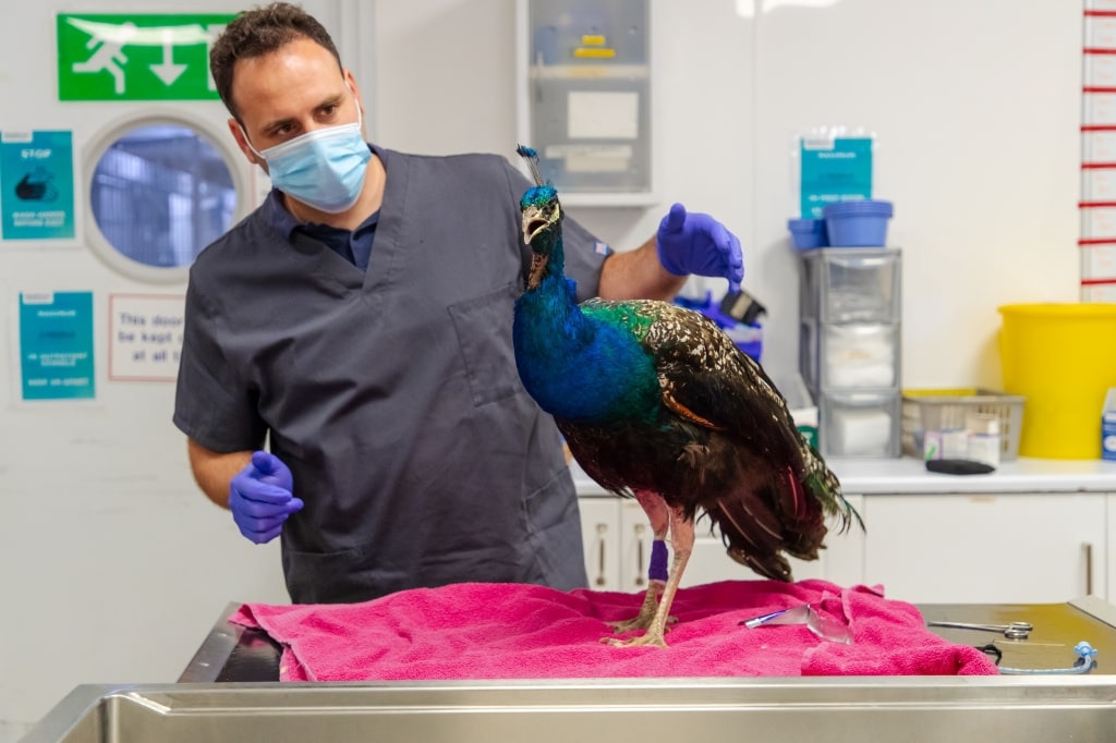 Peacock's Treatment A Feather In Cap For Southfields' Exotics Service