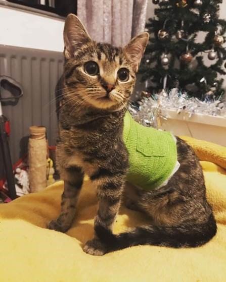 Pigeon-chested Kitten Now Flying Thanks To West Midlands Referrals