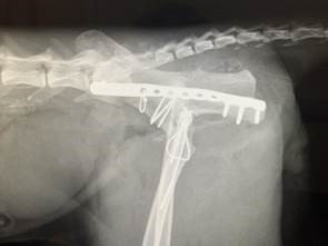 Reconstructive Surgery At West Midlands Referrals Saves Cat Hit By Car