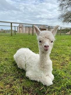 Shires Vets Hailed For Saving 'miracle' Baby Alpaca