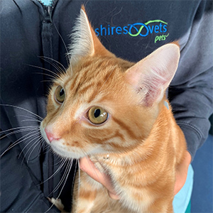 Staffordshire vets giving gold star treatment