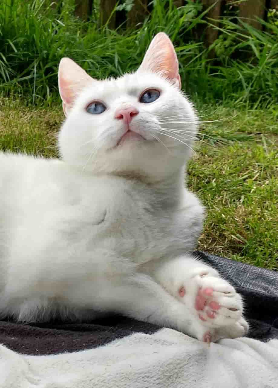 Somerset Vets Carry Out Successful Operation To Remove Cat's Giant Brain Tumour