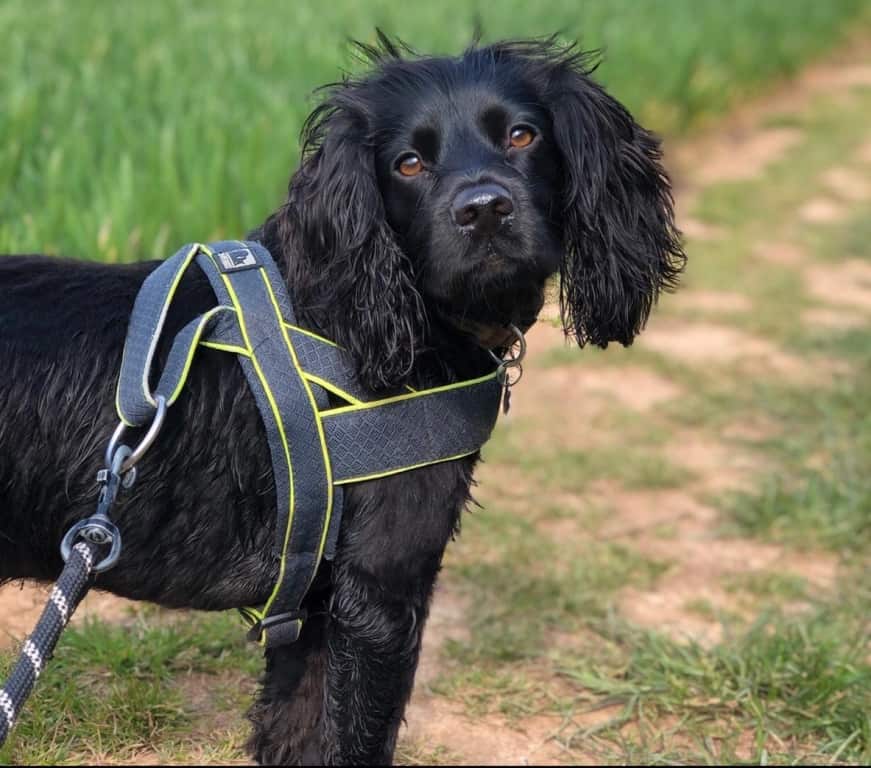 Somerset Vet's Warning After Spate Of Near-deadly Kebab Stick Injuries