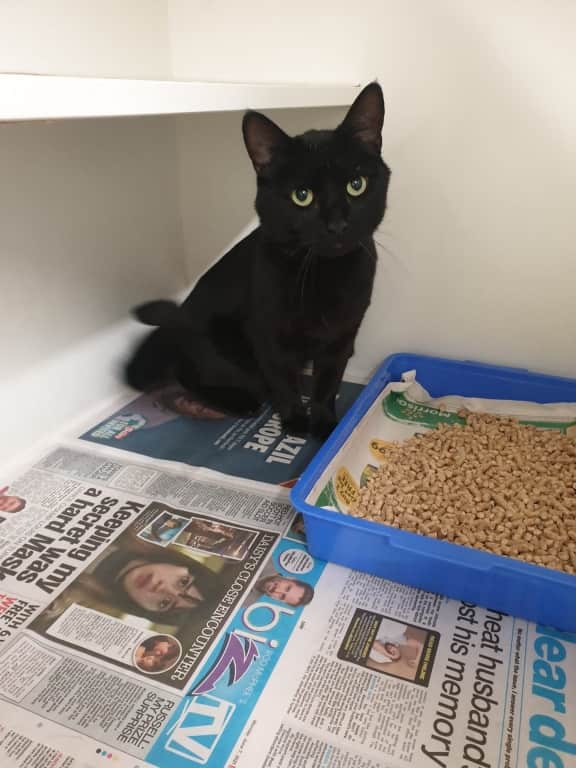 Starvin' Marvin's Lucky Escape After Scoffing Fruit Scone