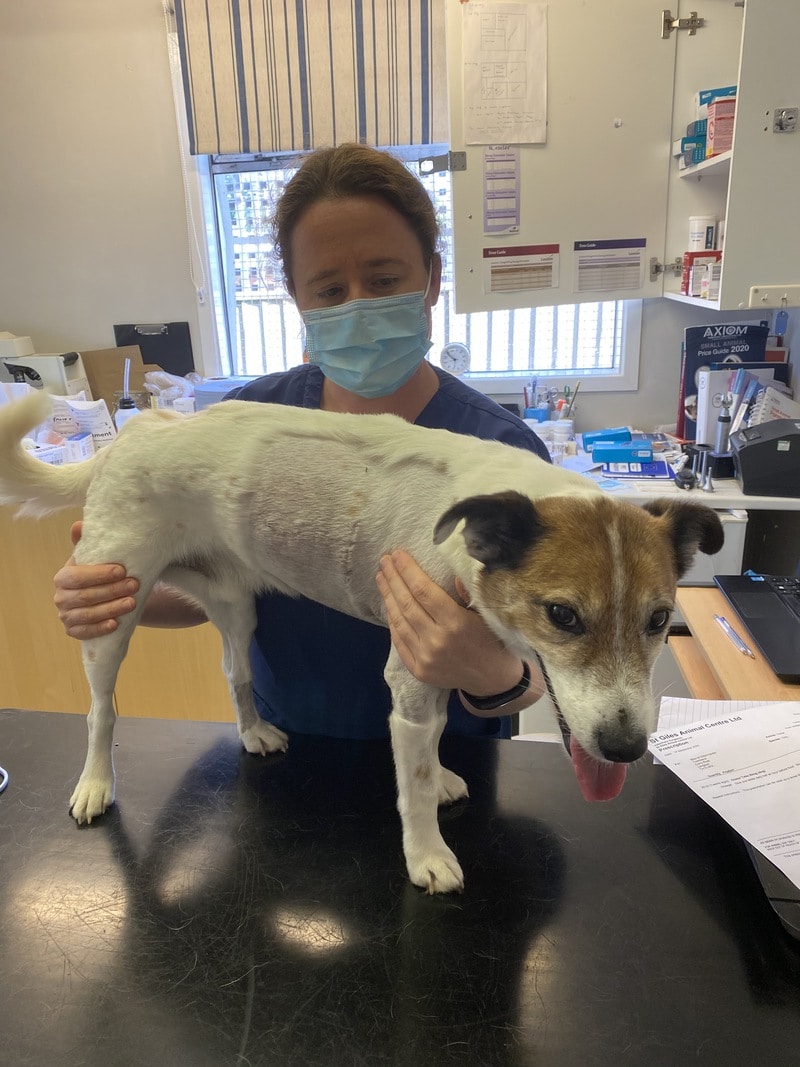 SOMERSET VET SPECIALISTS GO ABOVE AND BEYOND FOR CHOSEN CHARITY