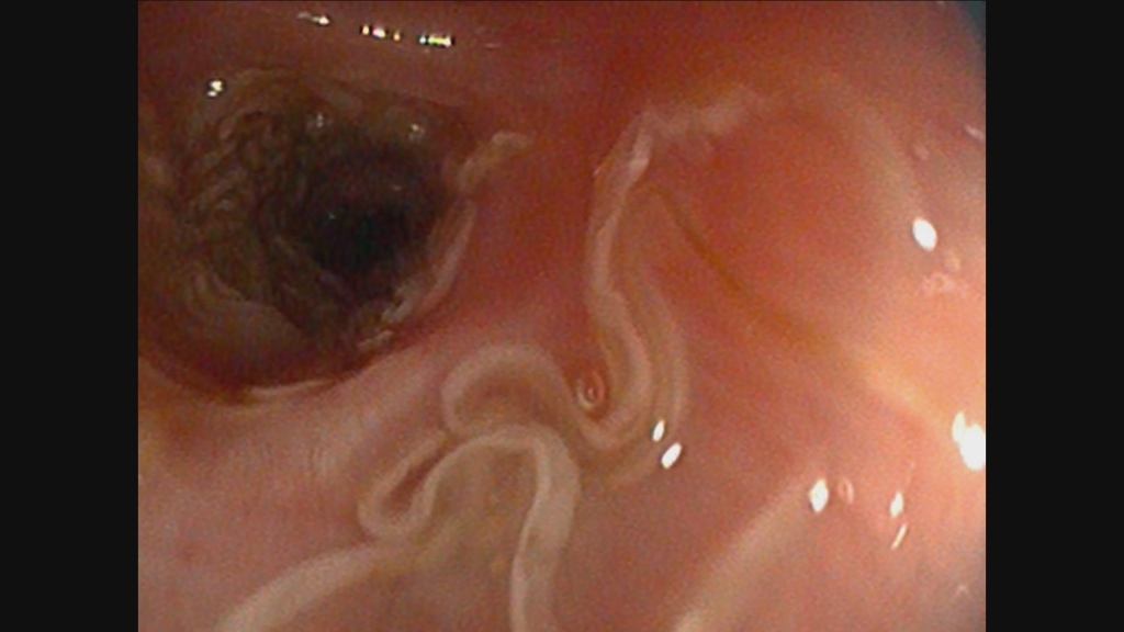 VSS Finds Lungworm Infestation Cause Of Dog's Constant Cough