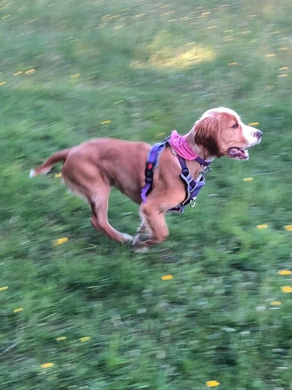 Vets Save 'miracle' Puppy Badly Injured In Accident