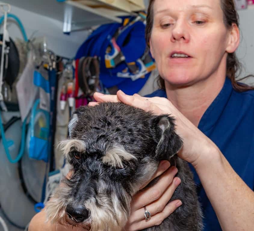 Village Vet Team Members Clock Up More Than 400 Years Of Service