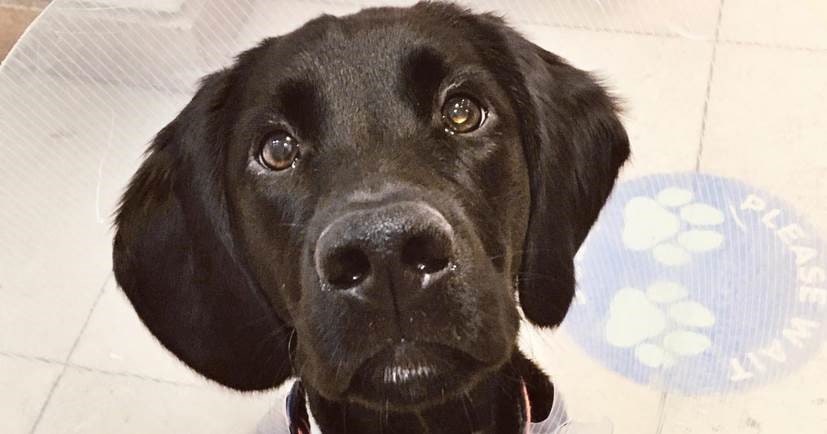 No Masking A Very '2020' Issue As Village Vets Perform Emergency Op