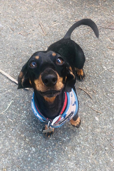 WELLY RE-BOOTED AFTER SPINAL OPERATION AT SOMERSET ANIMAL HOSPITAL