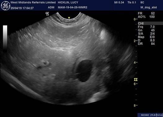 West Midlands Referrals Save Life Of Cancer-stricken Collie