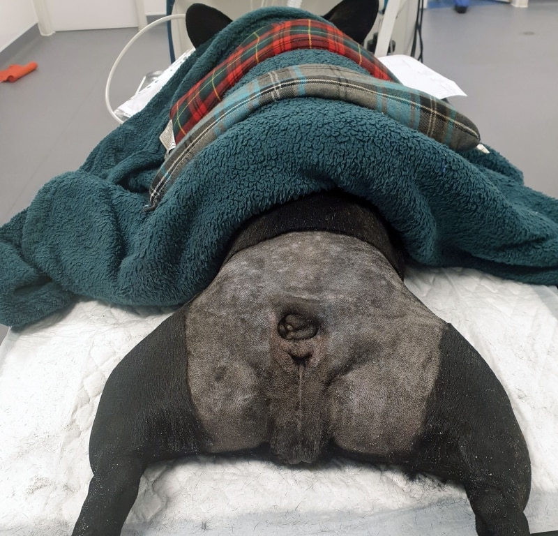 West Midlands Referrals Vet Warns Of Chronic Pain And Infection Caused By Screw Tail