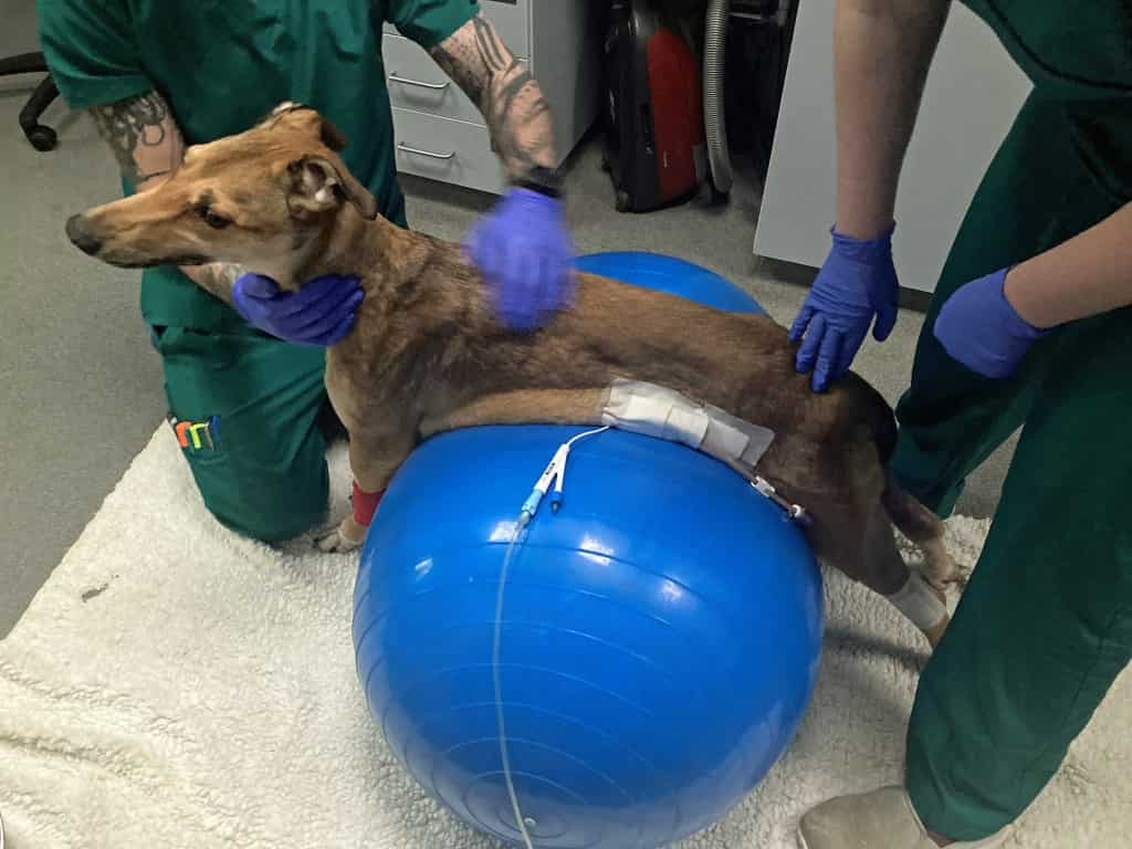 Willows Experts' Month-long Battle To Save Life Of Dog Struck Down By Lethal Tetanus Infection