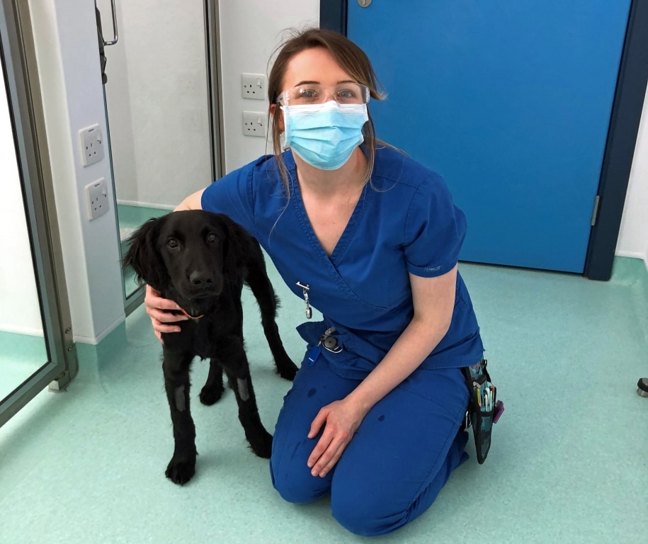 Yorkshire Vets Help Retriever Pup Make Remarkable Recovery From Rare Drooling Disease