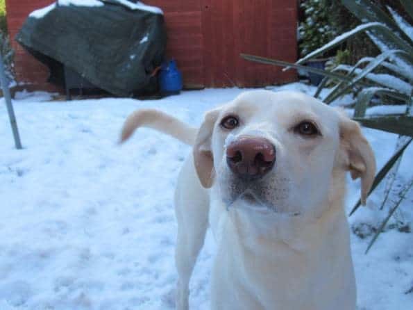 Wakefield Vets Save Young Labrador's Life After Intricate Operation To Remove Cancerous Mouth Tumour