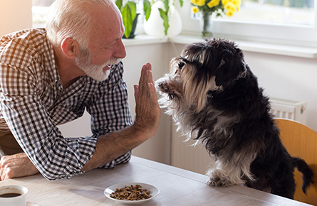 Managing your pets weight at home