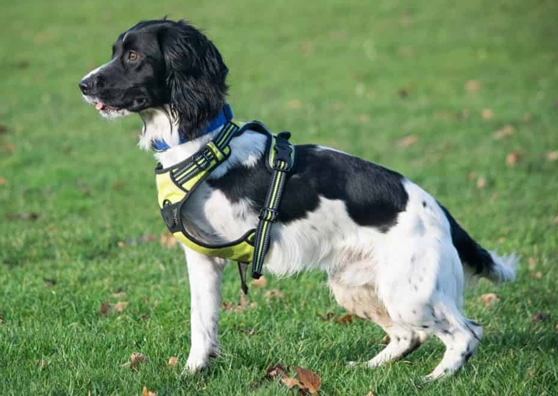 Lockdown Lift Allows Loki To Look Up ‘special’ VSS One Year On