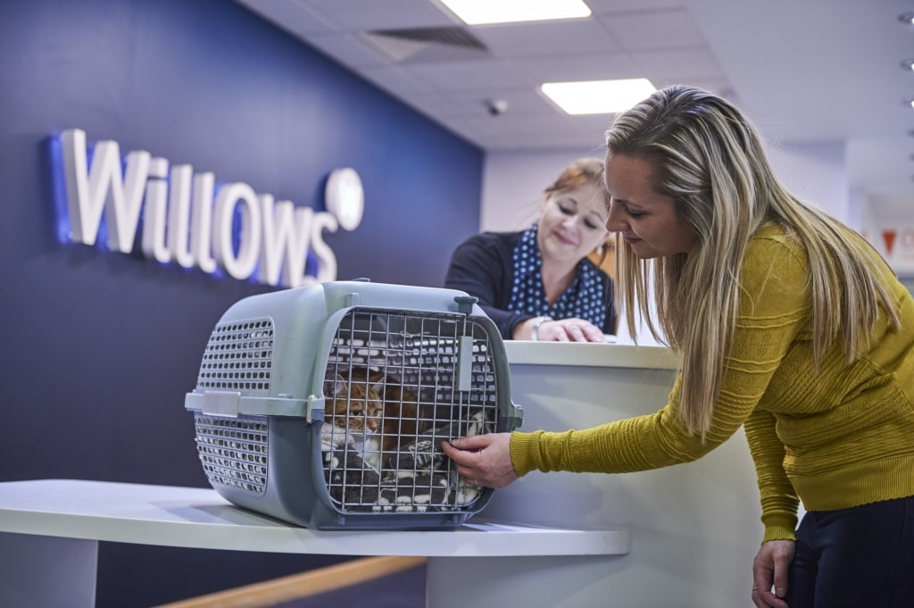 Gold Standard Cat Care At UK Vet Of The Year Willows