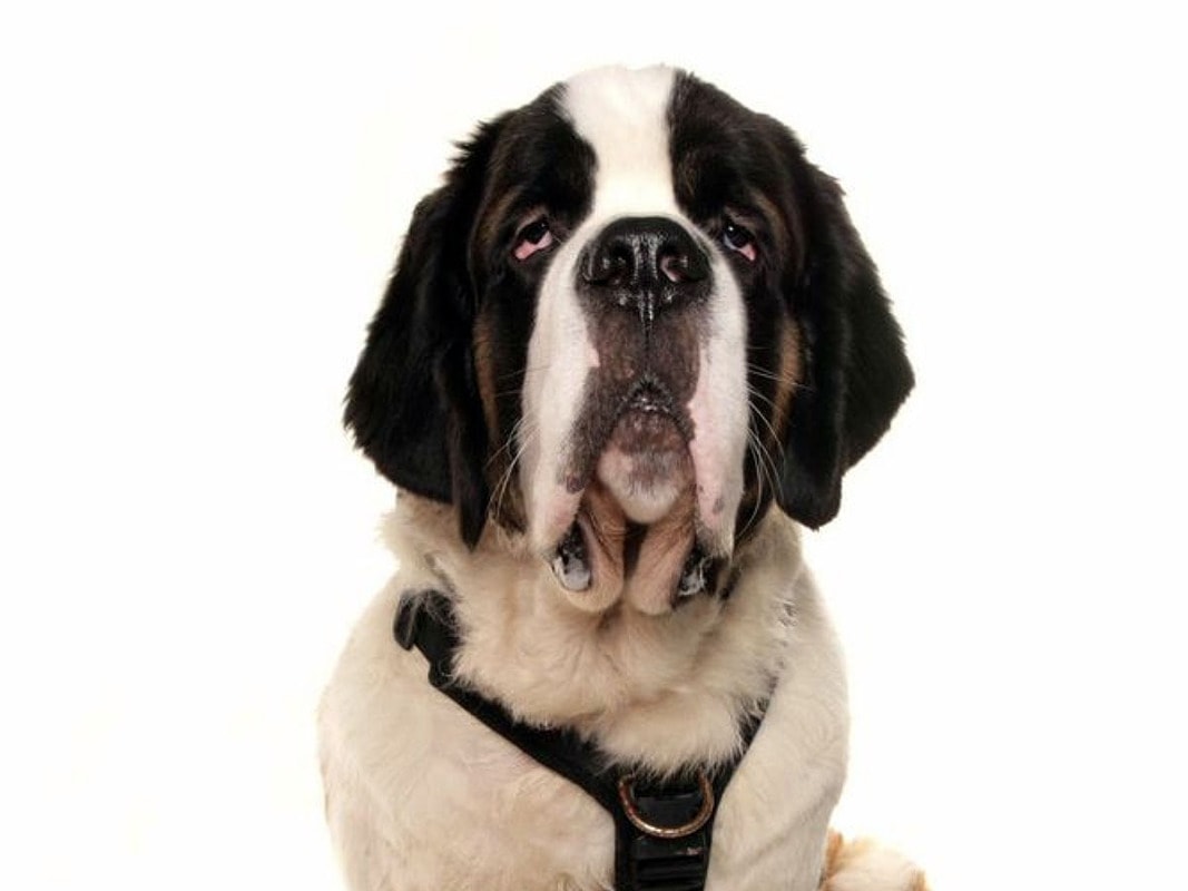 GLOWING PRAISE FOR LIFE-SAVING HEART OP VETS FROM GRATEFUL ST BERNARD OWNER
