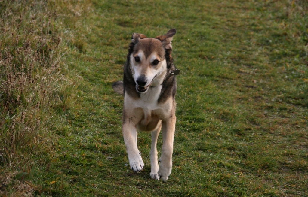 Life-changing Knee Replacement Surgery For Rescue Dog At Wear Referrals