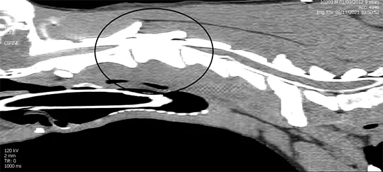 Kentdale Perform Miracle For Paralysed Whippet Moses