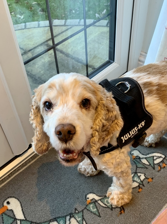 New Lease Of Life For Cocker Spaniel After Cataract Surgery