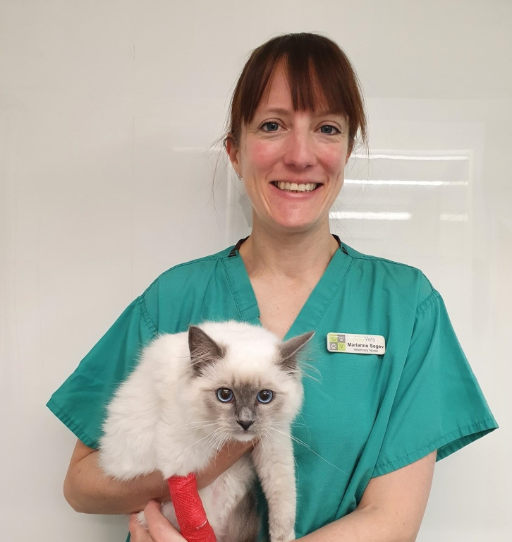 Devon Animal Hospital Wins National Award For Top-quality Cat Care