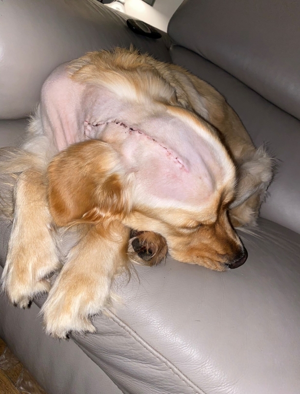 Family's Joy After VSS Carries Out Life-changing Surgery On Puppy