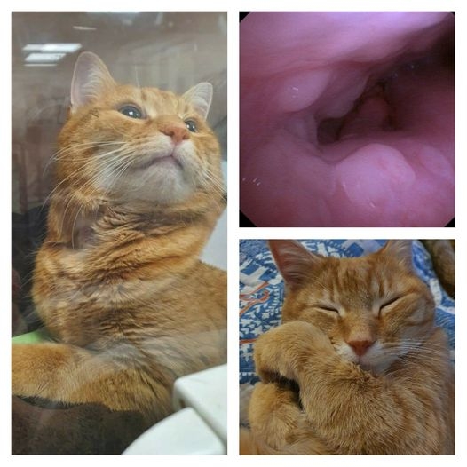 Cat's Lost Miaow Was Cancer Clue As Linnaeus Practices Combine