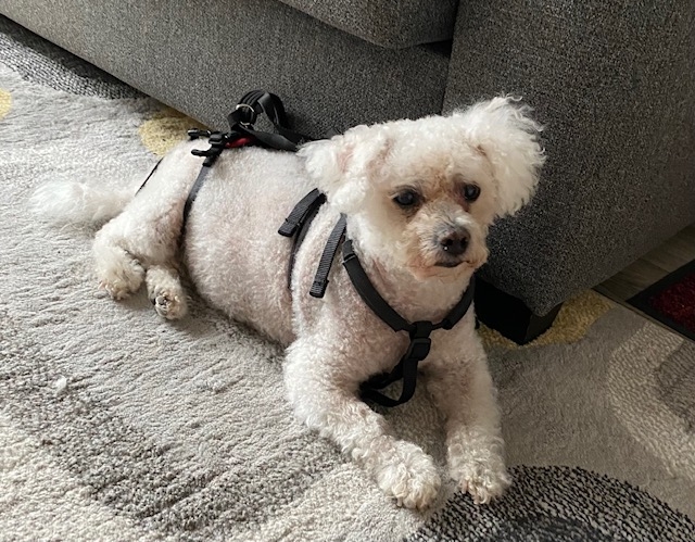 Meningioma Surgery Gives Bichon Frise A New Future