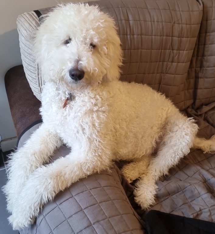 Lifechanging Surgery At Kentdale Referrals For Puppy With Genetic Urinary Defect