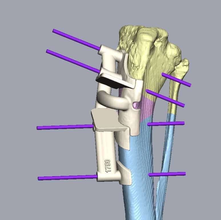Complex Surgery Cures Lameness In Dog With Limb Deformity
