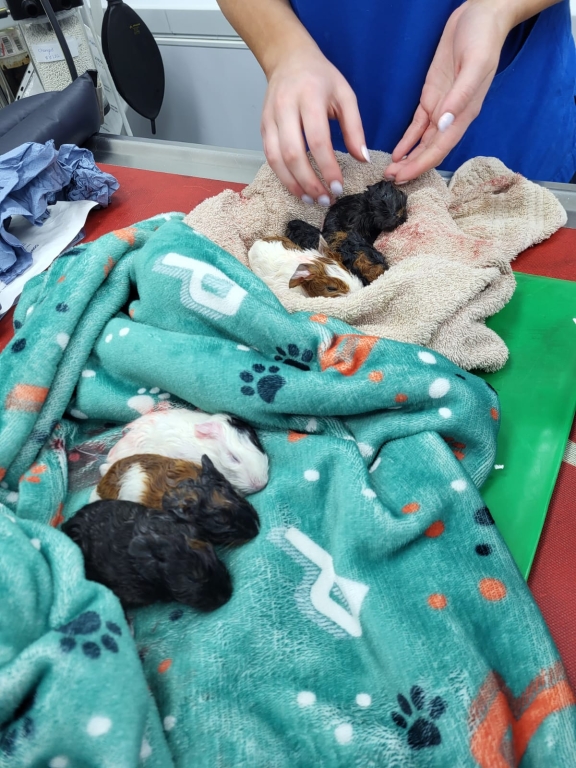 Six 'nuggets' Please! Dublin Vet Carries Out Successful Caesarean Section On Guinea Pig