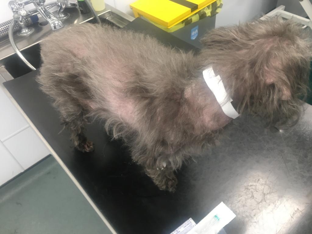 Complex Surgery Resolves Jenkins’ Medically Unmanageable Cushing’s