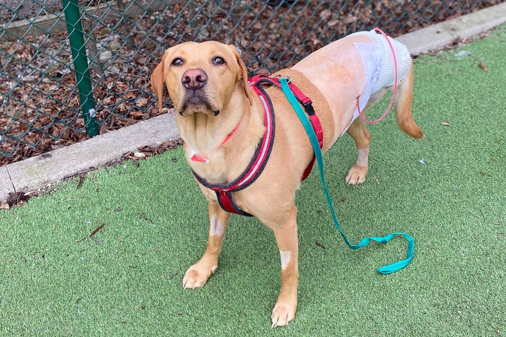 Yorkshire Hospital Amputates Young Labrador's Leg After Rare Attack Of Infiltrative Lipomas