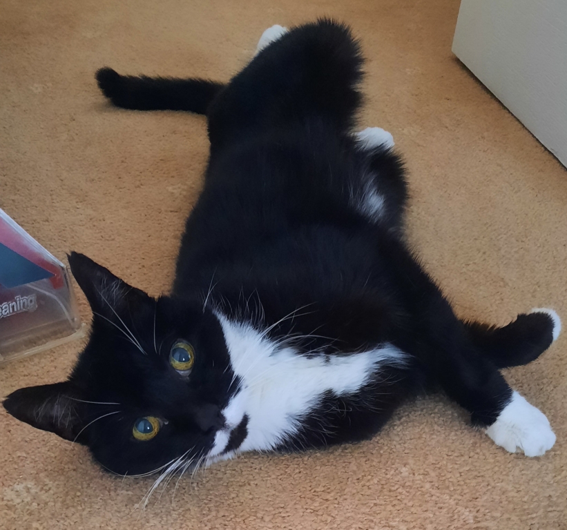 Aging Rescue Cat's New Lease Of Life Courtesy Of WMR