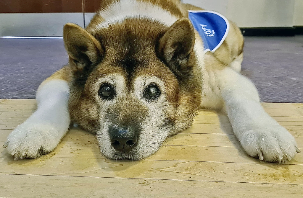 Beloved NHS Therapy Dog Still Bringing Joy To Patients Thanks To Yorkshire Animal Hospital