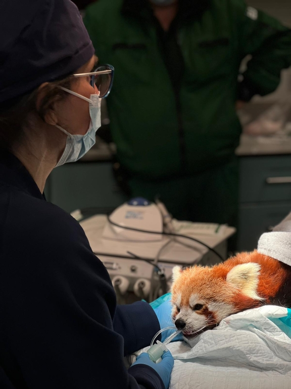 Expert Dental Treatment On Dublin Zoo's Beloved Red Panda Crowned A Success!