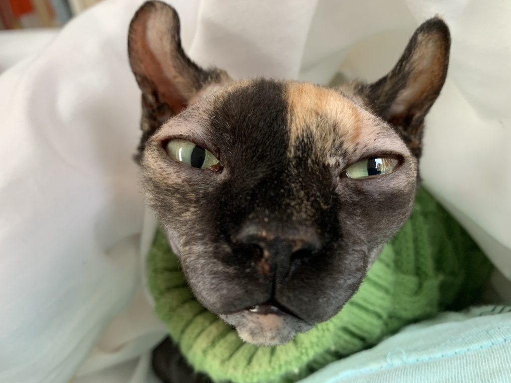 Corneoconjunctival Transposition Graft Saves Sphynx Cat’s Vision