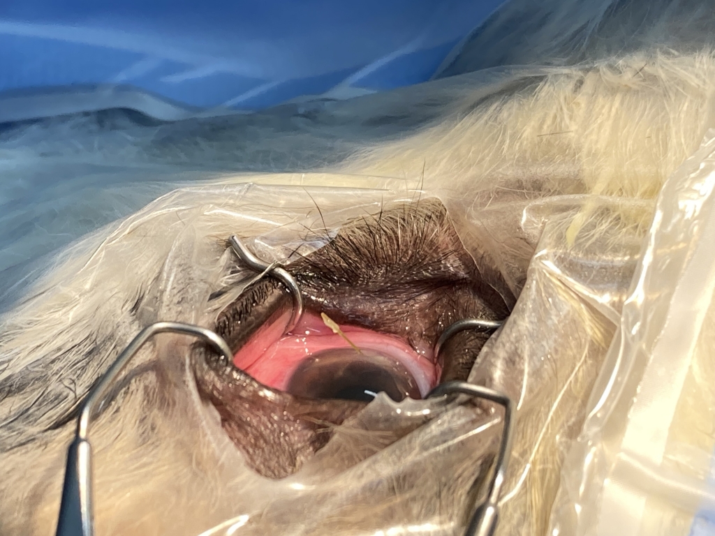 Vets Remind Dog Owners Of The Risks Of Long Grass